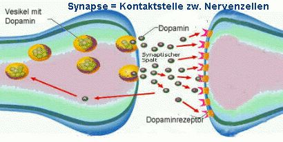 Dopaminsynapse