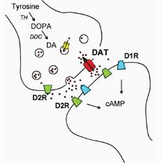 Dopaminsynthese-Dopaminrezeptoren-Synapse und cAMP-Regelkreis