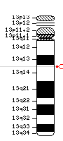 Lage des Serotonin 2a-Rezeptor-Gens in der DNS von Chromosom 13