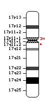 Lage des Serotonin-Transporteiweiß-Gens (SerT-Gen) in der DNS von Chromosom 17