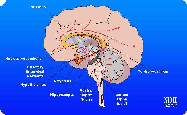 Unser Serotoninsystem