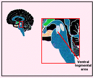 Ventral tegmentales Areal